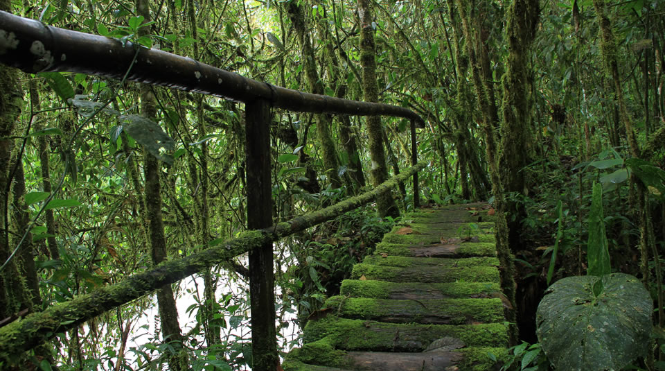 Reserva Natural Río Otún — imagen 5