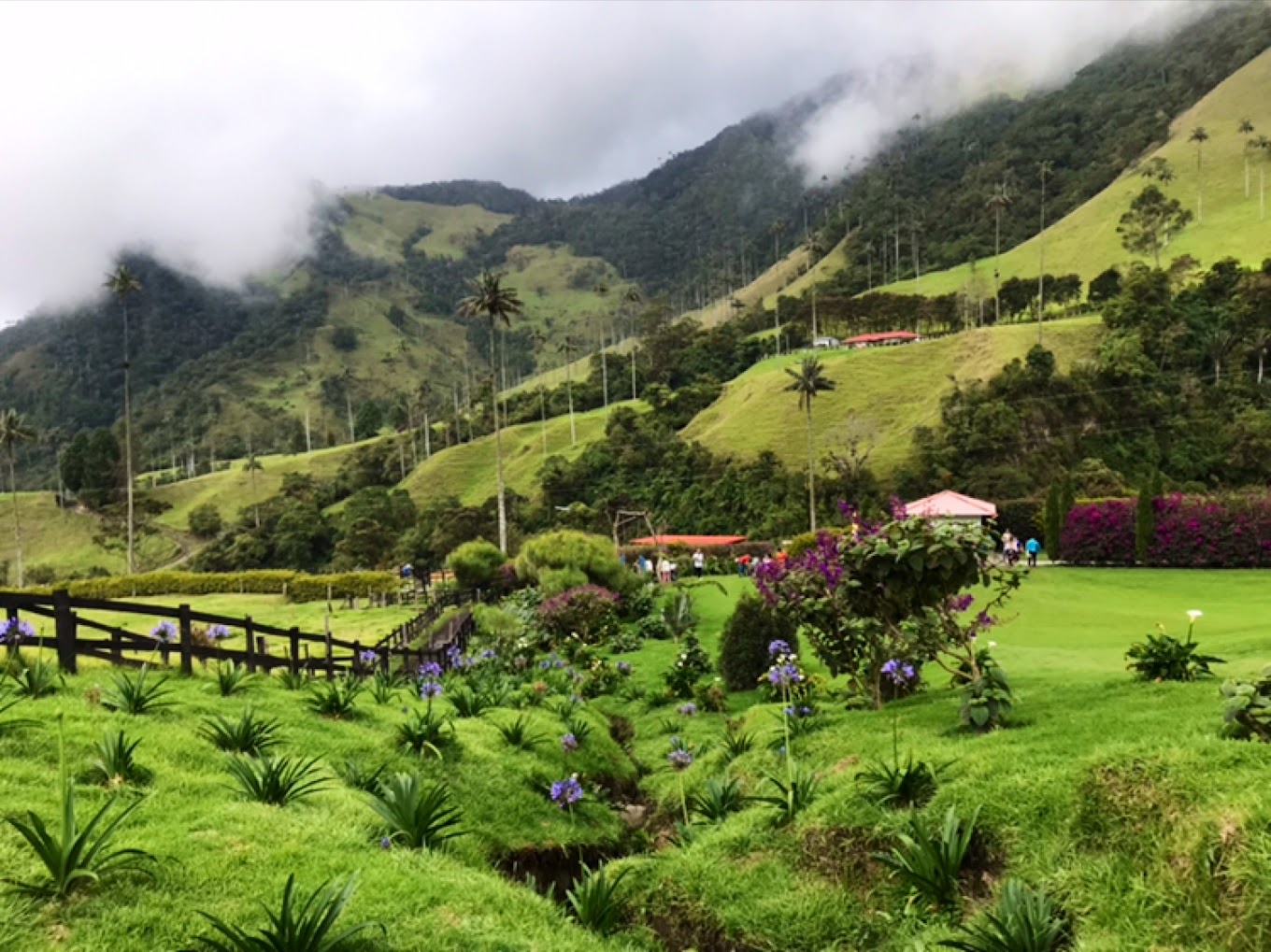 Valle del Cocora — imagen 3