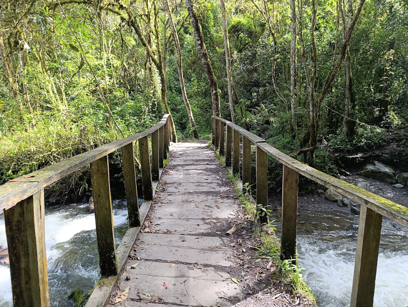 Valle del Cocora — imagen 4